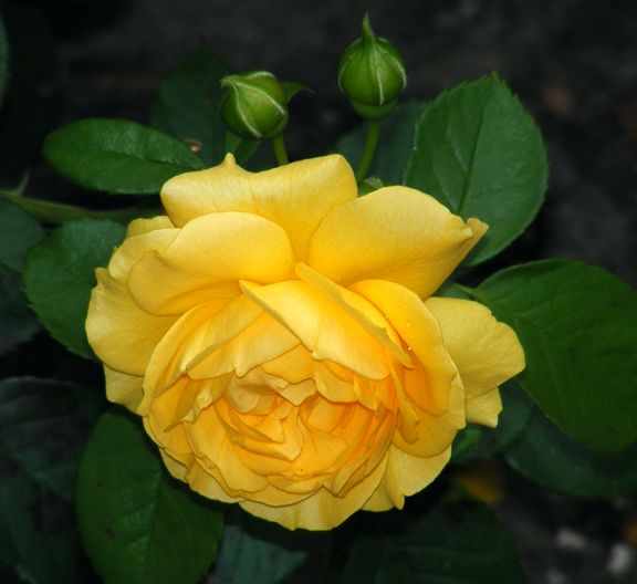 Julia Child photo jc2013_07290009_zps063a91c9.jpg